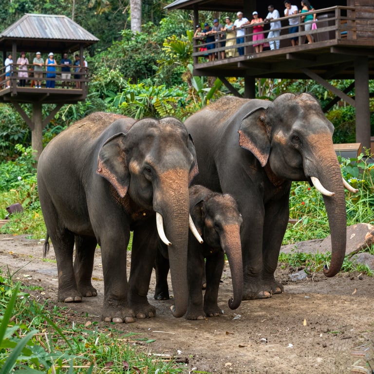 Come il Turismo Etico Aiuta la Conservazione degli Elefanti Asiatici nel 2026