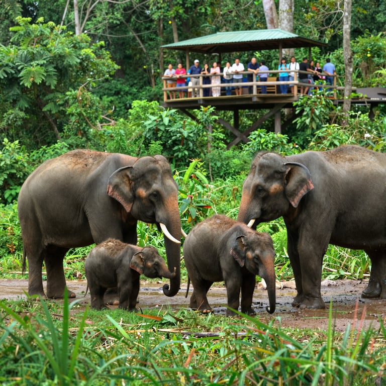 Come il Turismo Sostenibile Aiuta a Proteggere gli Elefanti Asiatici