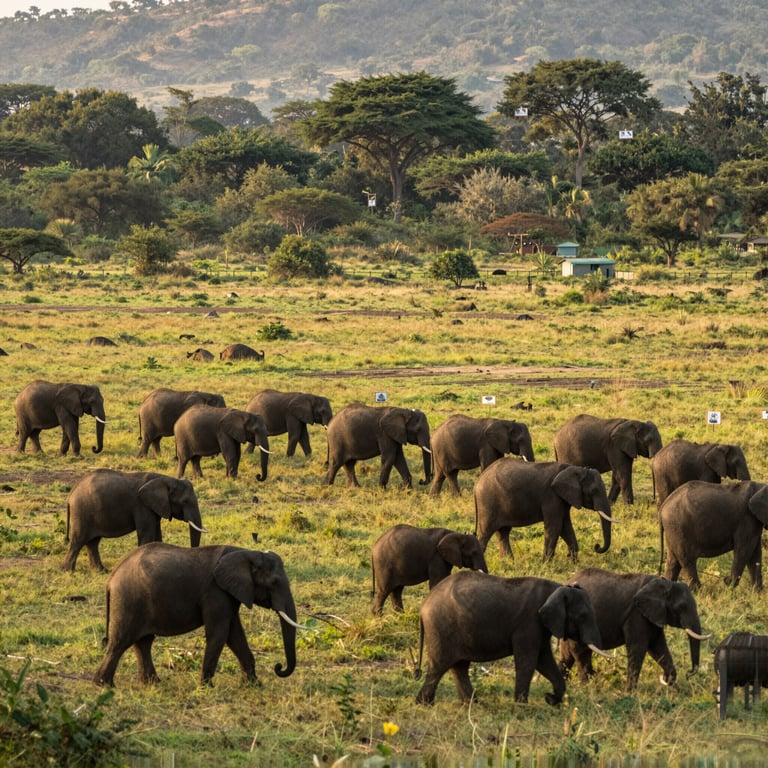 8 Progetti di Conservazione Elefanti che Stanno Salvando Specie Preziose
