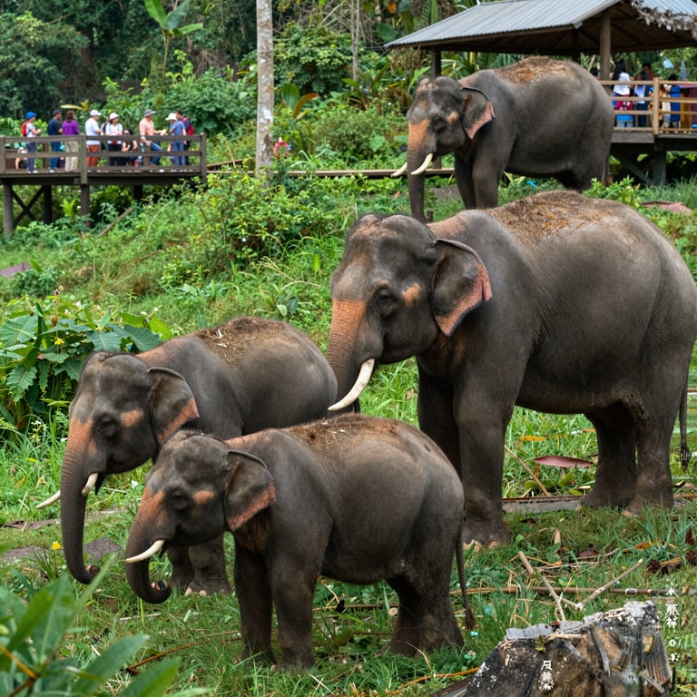 Come il Turismo Responsabile Supporta la Salvaguardia degli Elefanti Asiatici