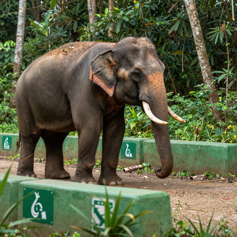 Le Minacce agli Elefanti e Strategie Efficaci per la Conservazione Globale