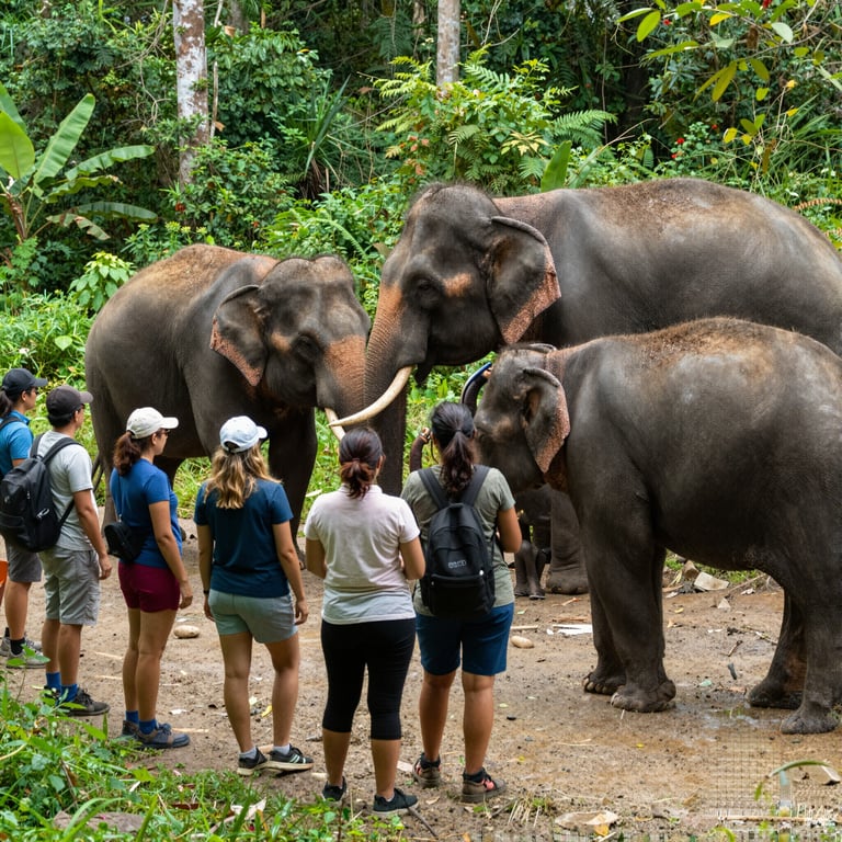 Come il Turismo Sostenibile Aiuta la Conservazione degli Elefanti Asiatici nel 2026