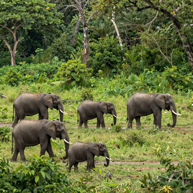 Preservazione degli Habitat Elefantini: Iniziative Chiave per la Tutela della Fauna Selvatica nel 2026