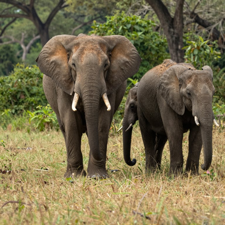 Unisciti all'Iniziativa di Protezione Elefanti per Difendere le Icone della Savana