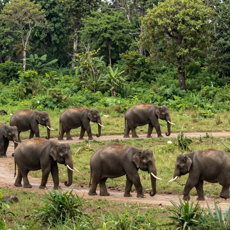 Preservare l'Habitat degli Elefanti: Avanzamenti nella Protezione delle Specie in Pericolo