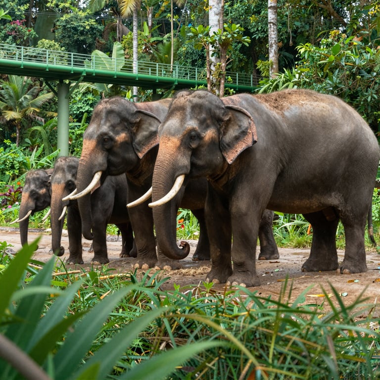 Infrastrutture eco-sostenibili: il supporto vitale per la conservazione degli elefanti asiatici