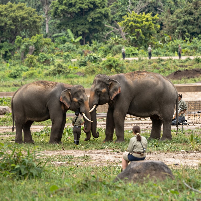 Strategie Efficaci per Proteggere gli Elefanti e i Loro Habitat