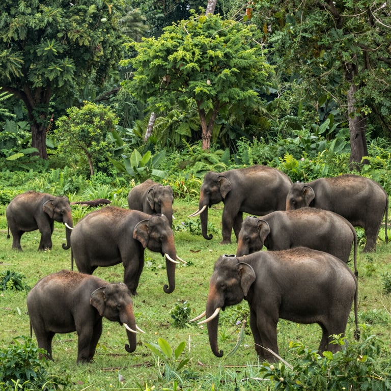 Proteggere gli Habitat degli Elefanti: Sforzi Globali per la Preservazione della Fauna