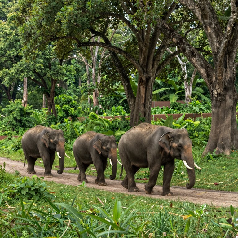 Preservazione Habitat Elefanti: Sforzi Internazionali per la Protezione della Fauna Selvatica