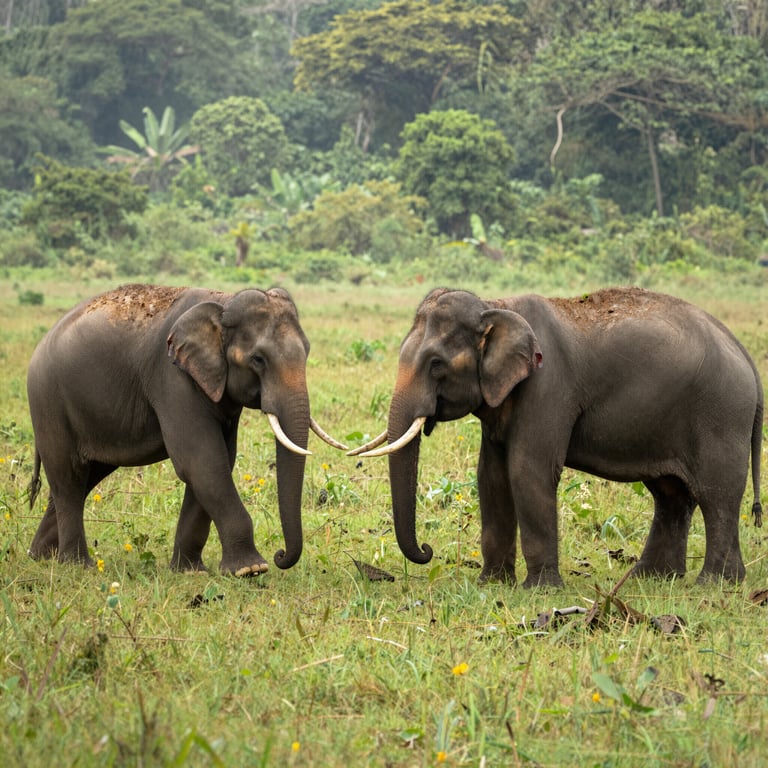 Iniziative Globali per Proteggere gli Elefanti dal Rischio di Estinzione