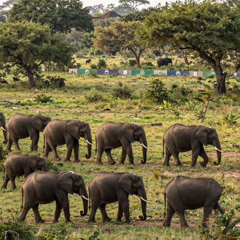 Iniziative per Salvare gli Elefanti Africani dalla Scomparsa