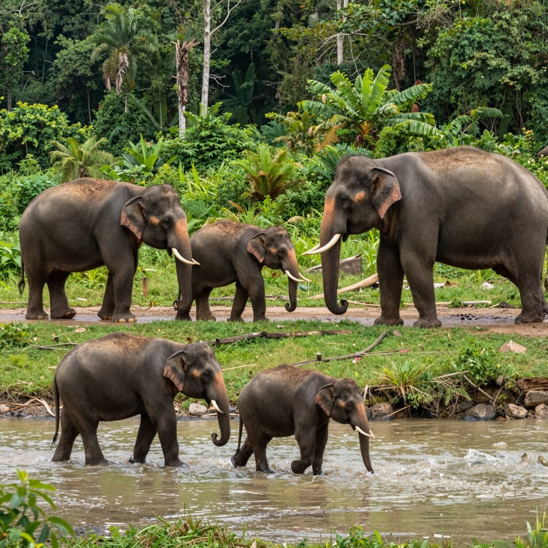 Strategie per Preservare gli Habitat e Proteggere gli Elefanti in Pericolo Estinzione