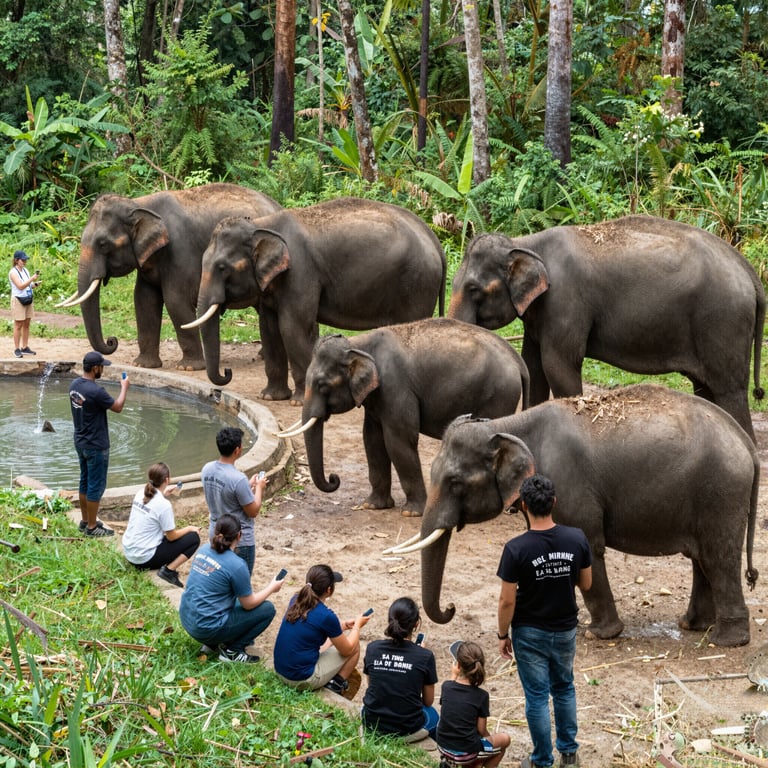 Proteggi gli elefanti: quattro modi pratici per celebrare l'evento globale del 2026