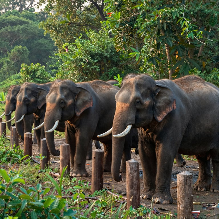 Protezione degli Elefanti con DSWF: Iniziative Efficaci per il Futuro