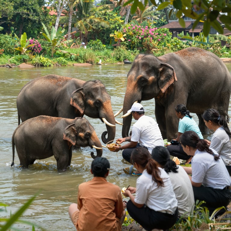 Unisciti alle Organizzazioni Non Profit per Sponsorizzare e Assistere gli Elefanti in Thailandia