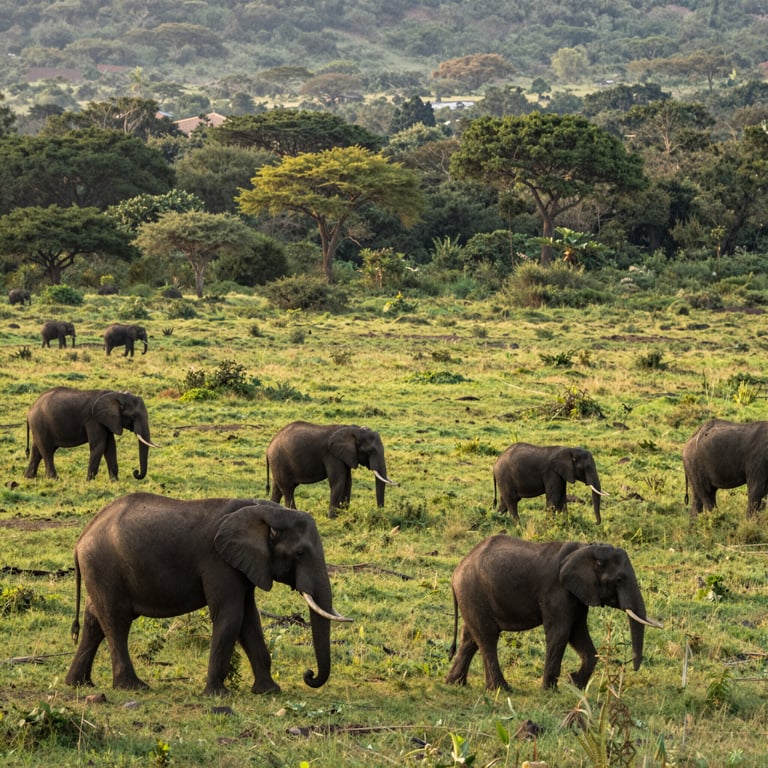 Nuove Misure Governative Americane per Salvare gli Elefanti Africani dal Declino