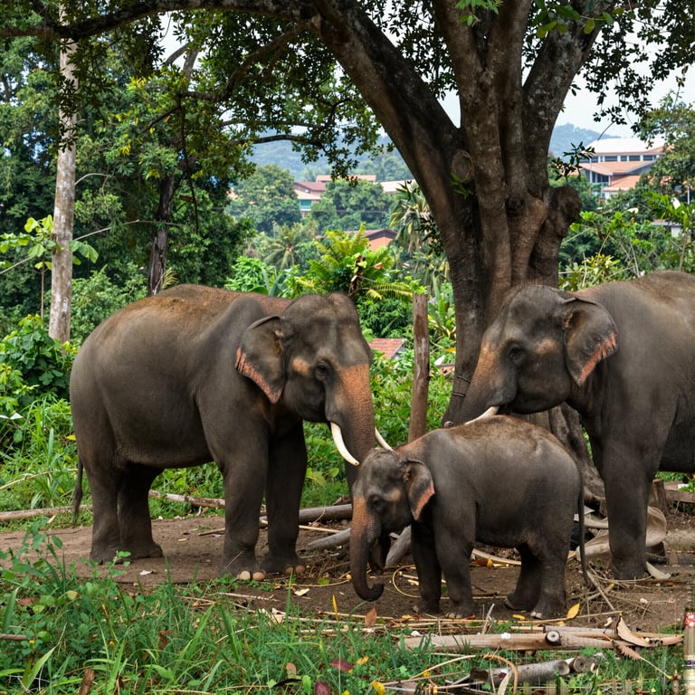 Proteggere l'Habitat degli Elefanti: Iniziative per la Salvaguardia della Fauna Selvatica