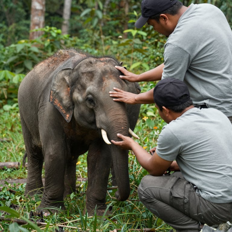 Progetti di Donazione e Adozione per Salvare la Fauna Selvatica