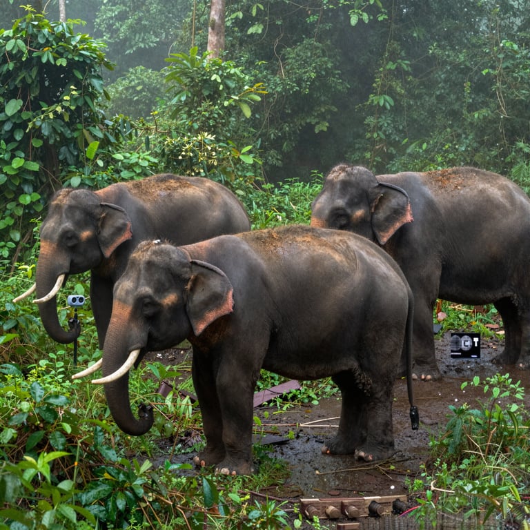 Iniziative per Salvare gli Elefanti della Foresta Endemici del Vietnam