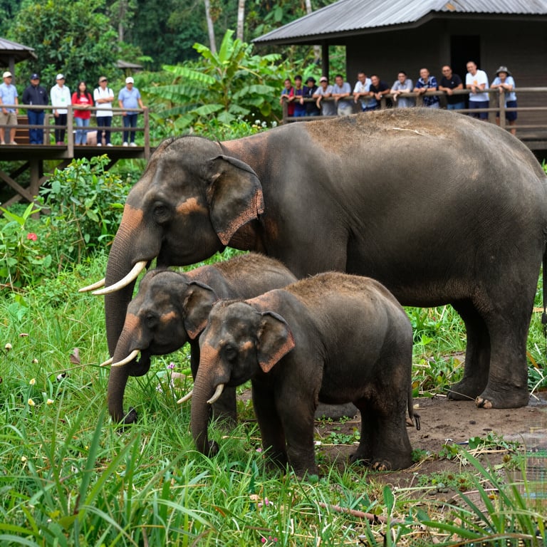 Come il Turismo Etico Aiuta la Tutela degli Elefanti Asiatici