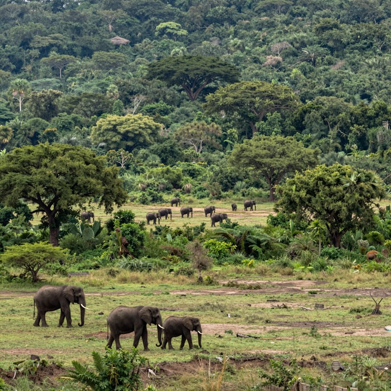 Preservare gli Habitat degli Elefanti: Sforzi Globali per la Protezione della Fauna Selvatica