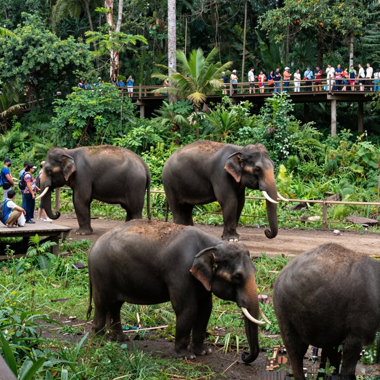 Come il Turismo Sostenibile Aiuta la Conservazione degli Elefanti Asiatici