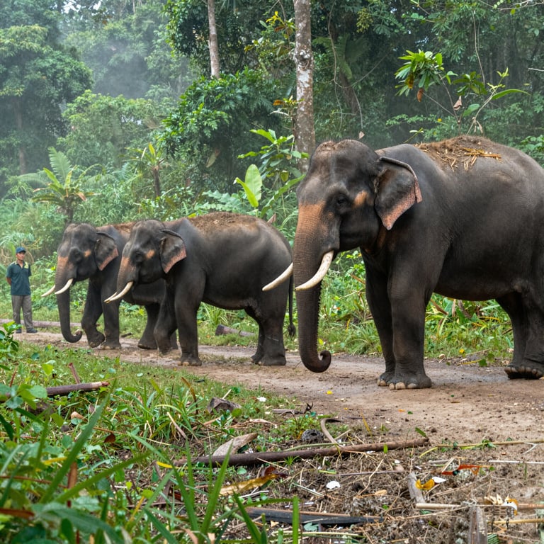 Il Nostro Sforzo per Salvare gli Rari Elefanti Forestali del Vietnam