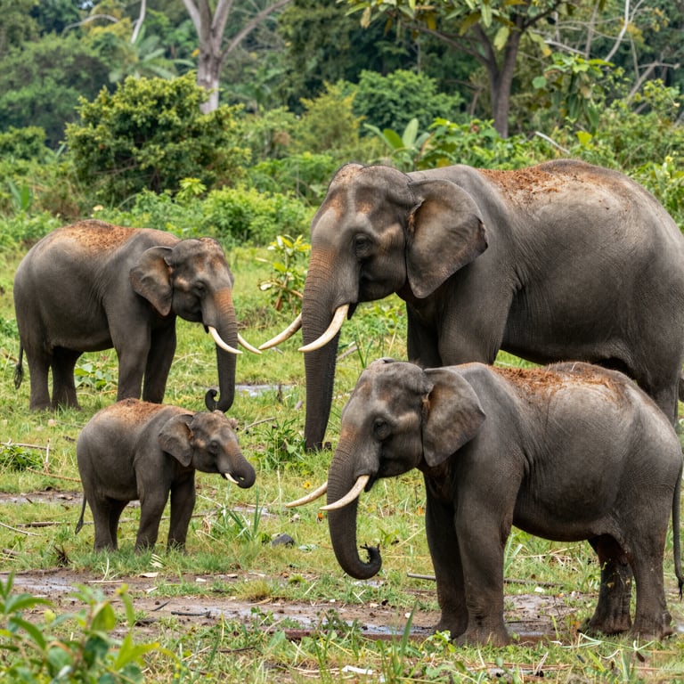 Giornata Mondiale dell'Elefante 2026: Azioni Concrete per Salvarli dal Bracconaggio