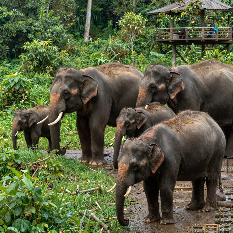 Il Turismo Responsabile a Sostegno della Conservazione degli Elefanti Asiatici