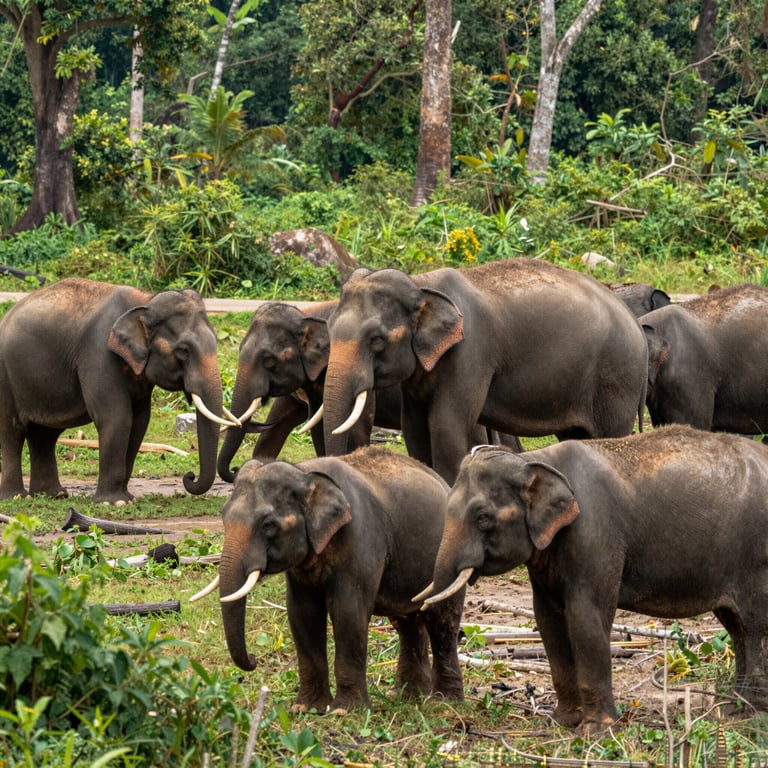 Preservare gli Habitat degli Elefanti: Strategie per Contrastare l'Endangerment della Fauna