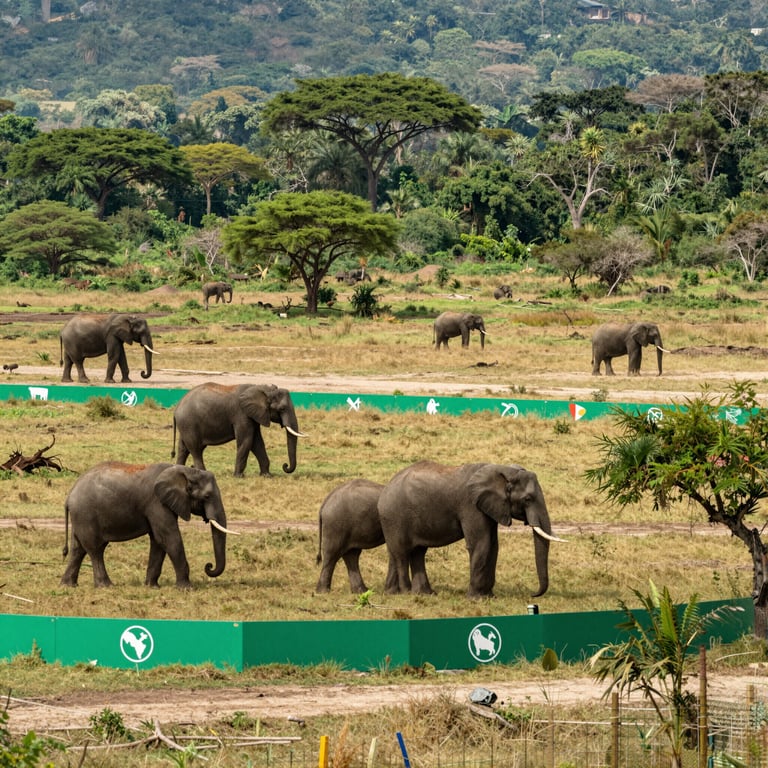Iniziative Globali per Conservare l'Abitat Naturale degli Elefanti
