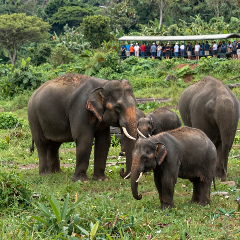 Il Turismo Responsabile come Alleato per la Salvaguardia degli Elefanti Asiatici