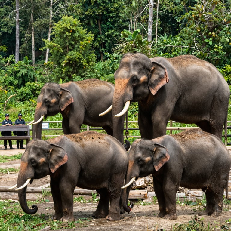 Protezione degli Elefanti dal Bracconaggio: Iniziative per Preservare il Loro Habitat Naturale