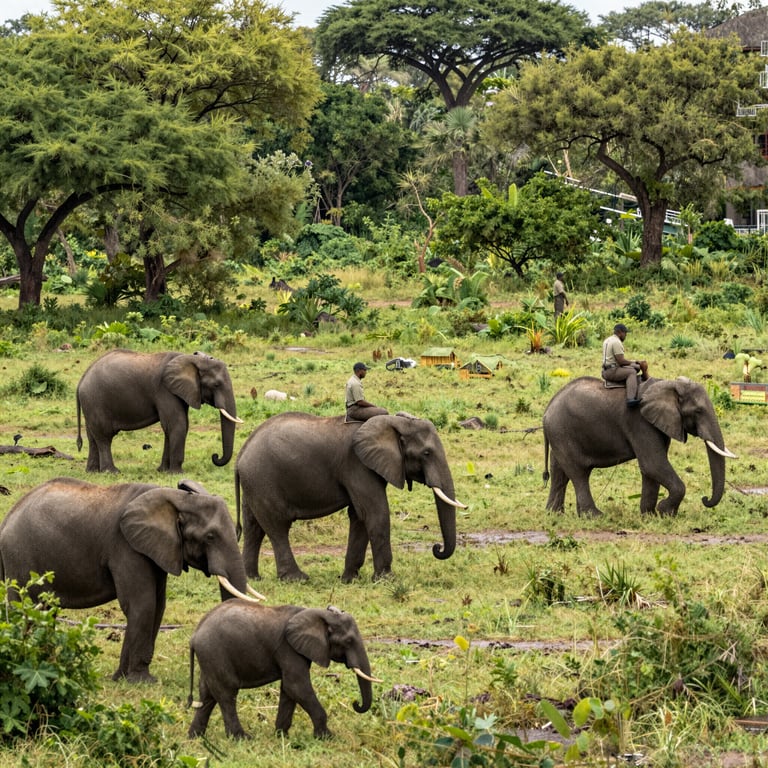 Proteggere gli Elefanti d'Africa: Azioni Concrete contro la Scomparsa Drammatica