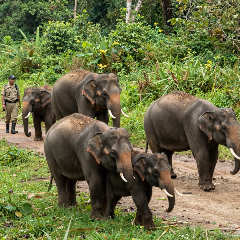 Proteggere gli Elefanti dal Bracconaggio e Preservare i Loro Habitat Naturali