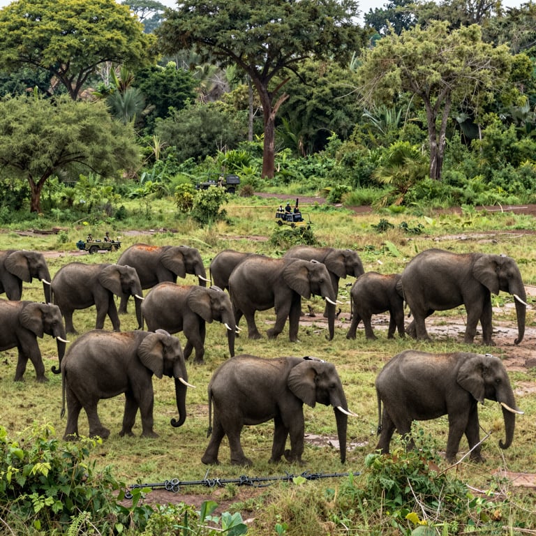 Prevenire il Bracconaggio: Campagne per Salvare gli Elefanti dalla Estinzione