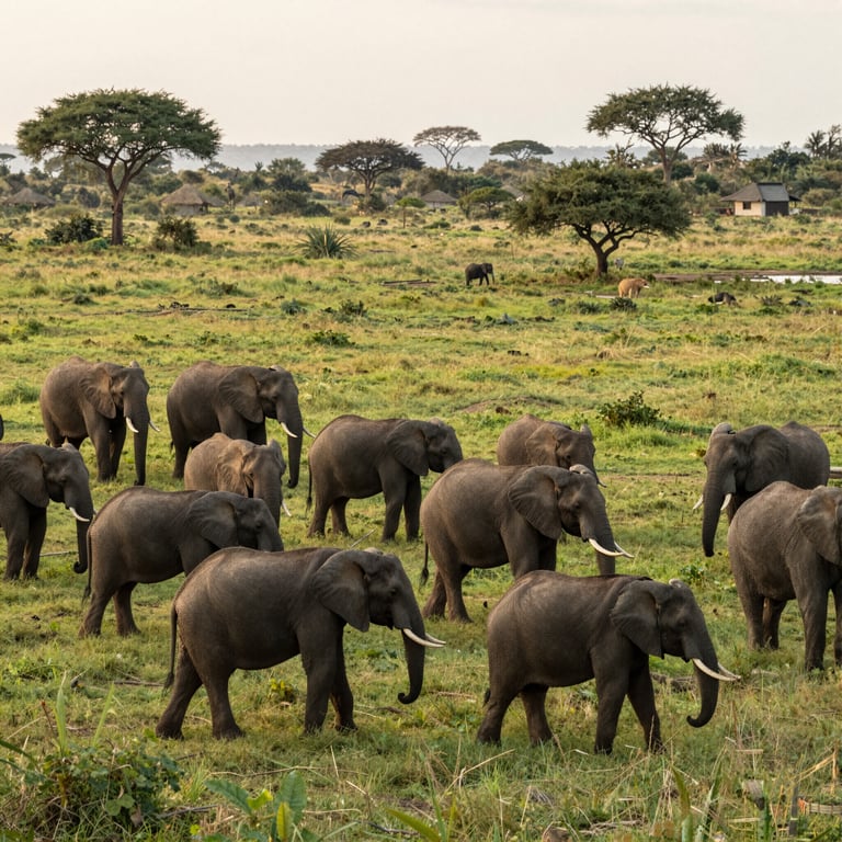 Ultime Notizie sulla Conservazione degli Elefanti: Proteggiamo Queste Creature in Pericolo nel 2026