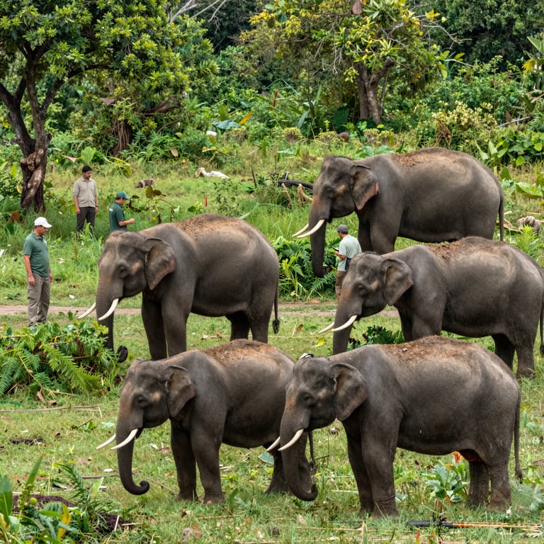 Proteggere gli Habitat degli Elefanti: Iniziative contro l'Estinzione e il Bracconaggio