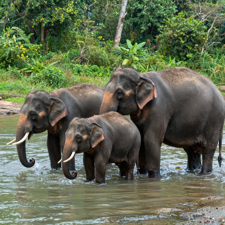 Iniziative Efficaci per Salvare gli Elefanti dalla Scomparsa