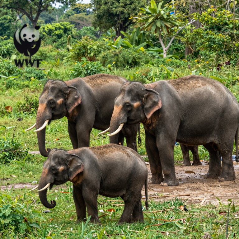 Progetti WWF per Proteggere gli Elefanti Asiatici dai Pericoli Imminenti
