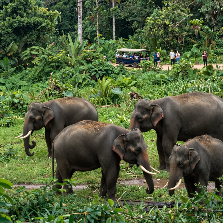 Come il Turismo Sostenibile Aiuta a Salvare gli Elefanti Asiatici