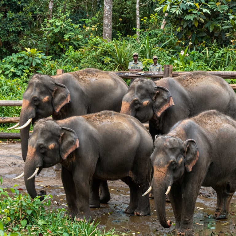 Protezione Efficace degli Elefanti Asiatici: L'Impegno delle Organizzazioni Non Profit