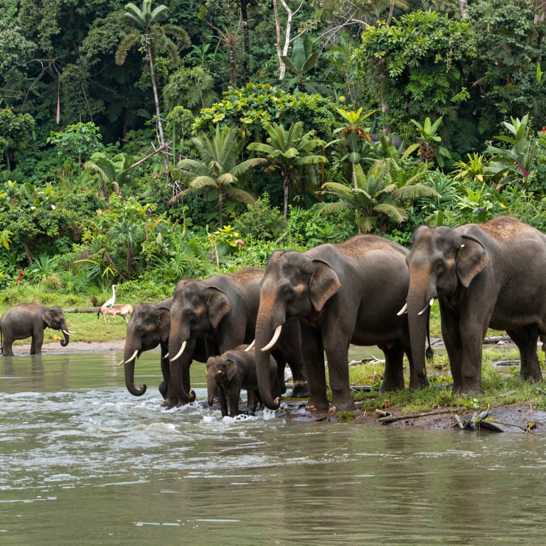 Preservazione Habitat Elefanti: Sforzi Globali per Salvaguardare la Biodiversità Selvatica