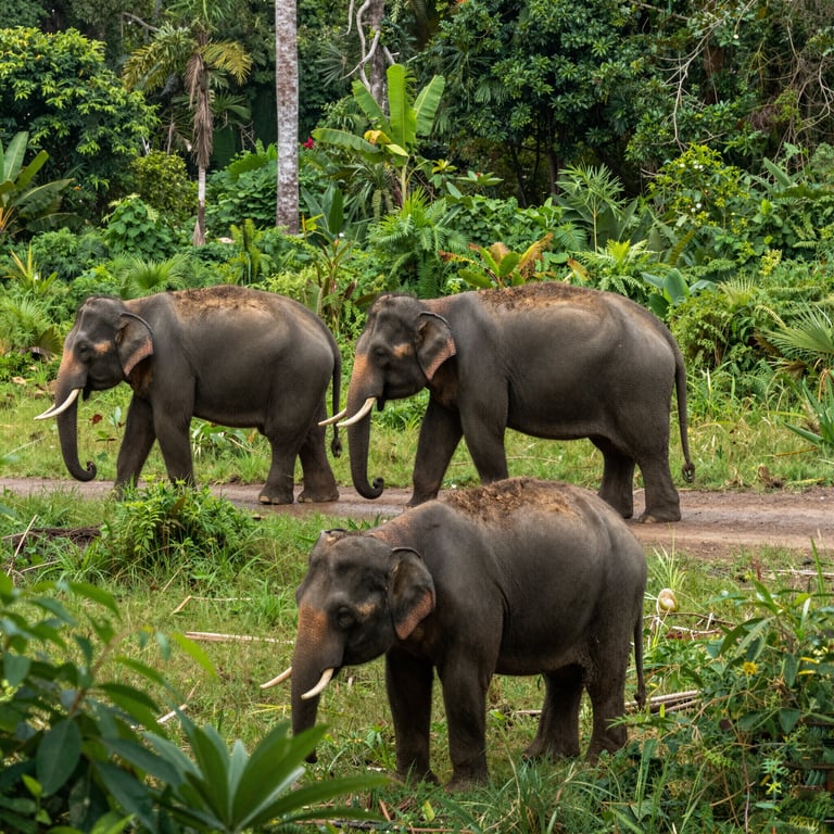 Preservare gli Habitat Elefantini: Iniziative per la Protezione della Fauna Selvatica