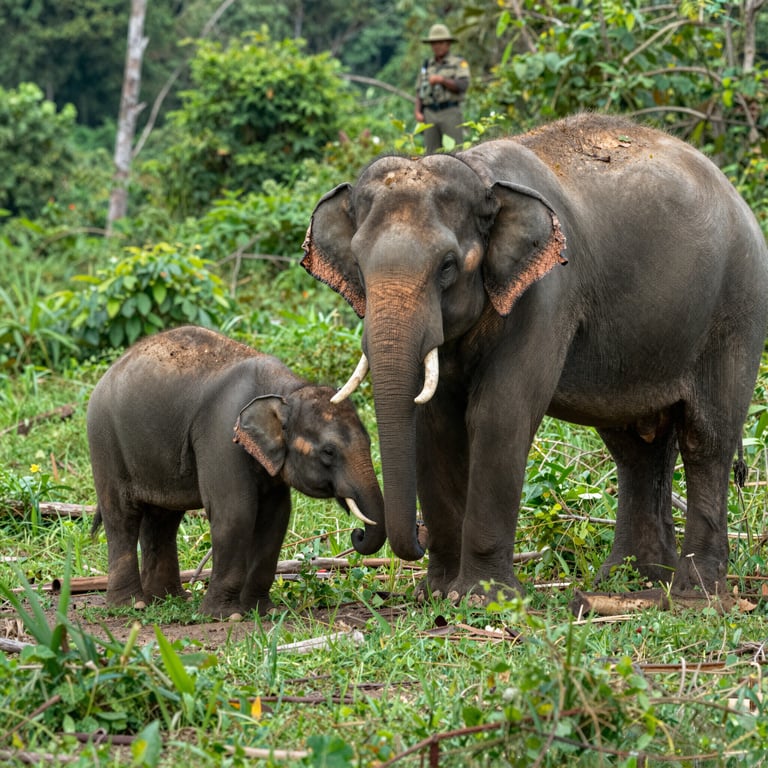 Protezione degli Ultimi Elefanti Forestali in Vietnam: Azioni per la Sopravvivenza