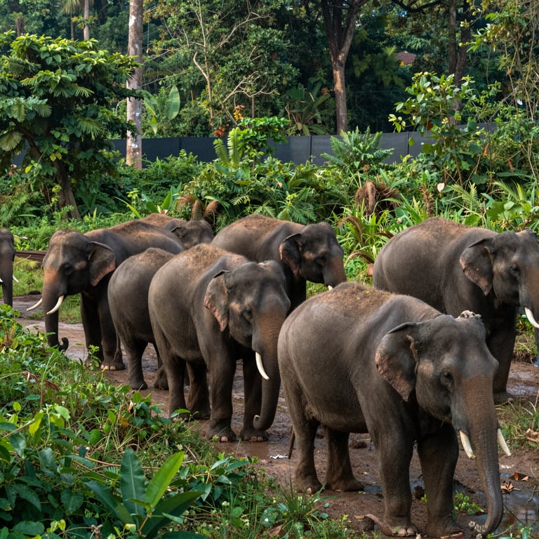 Sforzi di Conservazione per Salvare la Popolazione Elefantina Estremamente Rara in Viet Nam