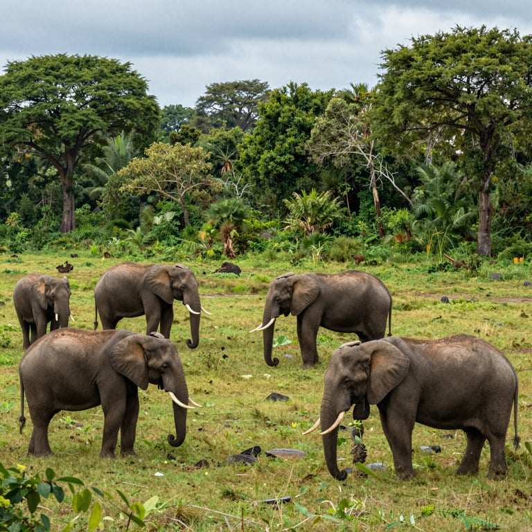 Sforzi Globali per Salvaguardare gli Elefanti: Misure Anti-Caccia e Preservazione Ambienti