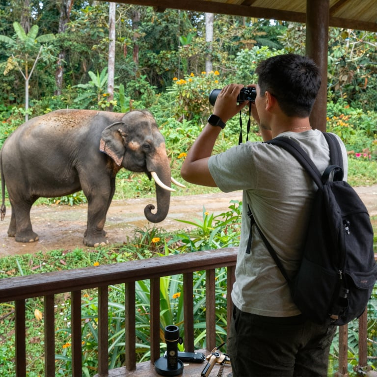 Osserva elefanti senza danni: consigli pratici per viaggiatori consapevoli nel 2026