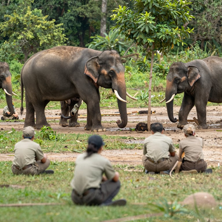 Sostieni l'Organizzazione Thailandese Dedicata alla Protezione degli Elefanti Asiatici
