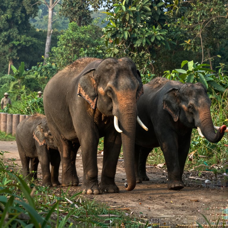 Scopri la Missione per Salvare e Proteggere Gli Elefanti Asiatici in Thailandia